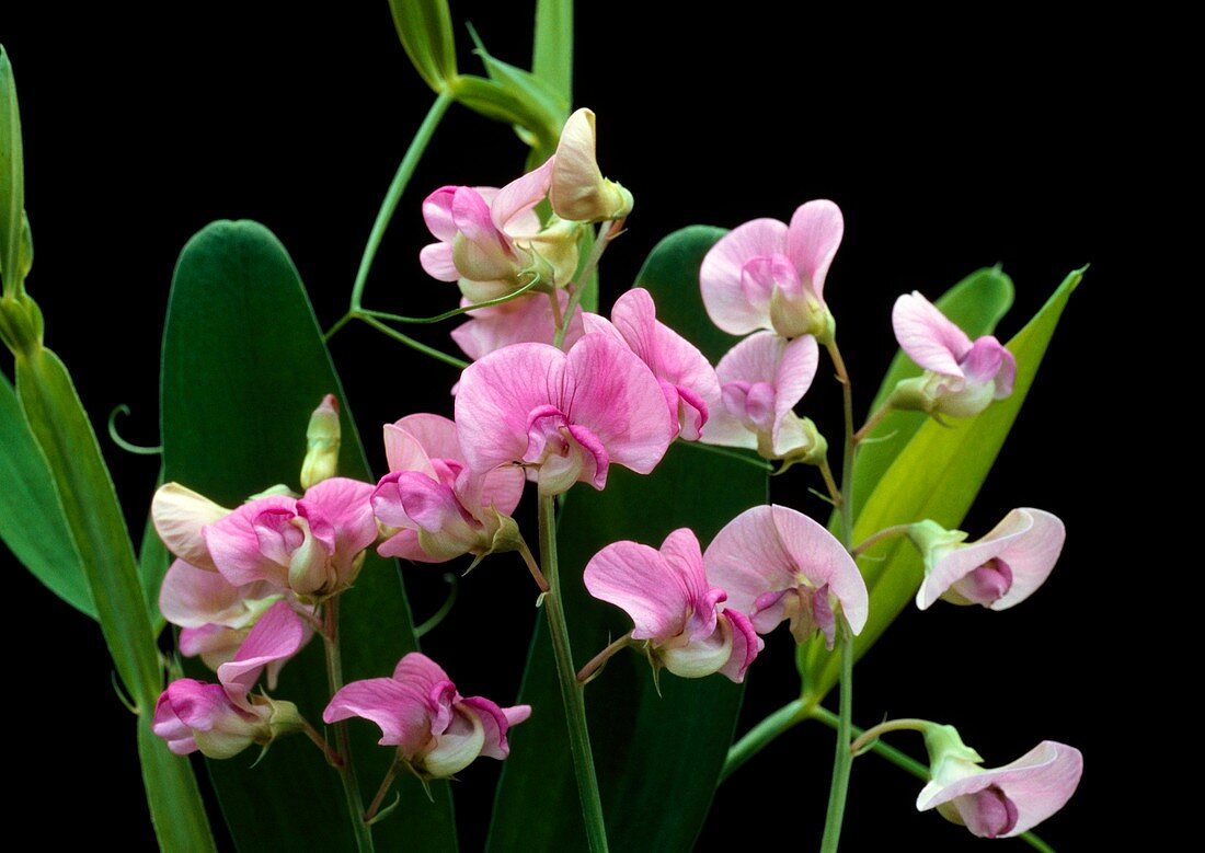 Marsh pea (Lathyrus palustris)