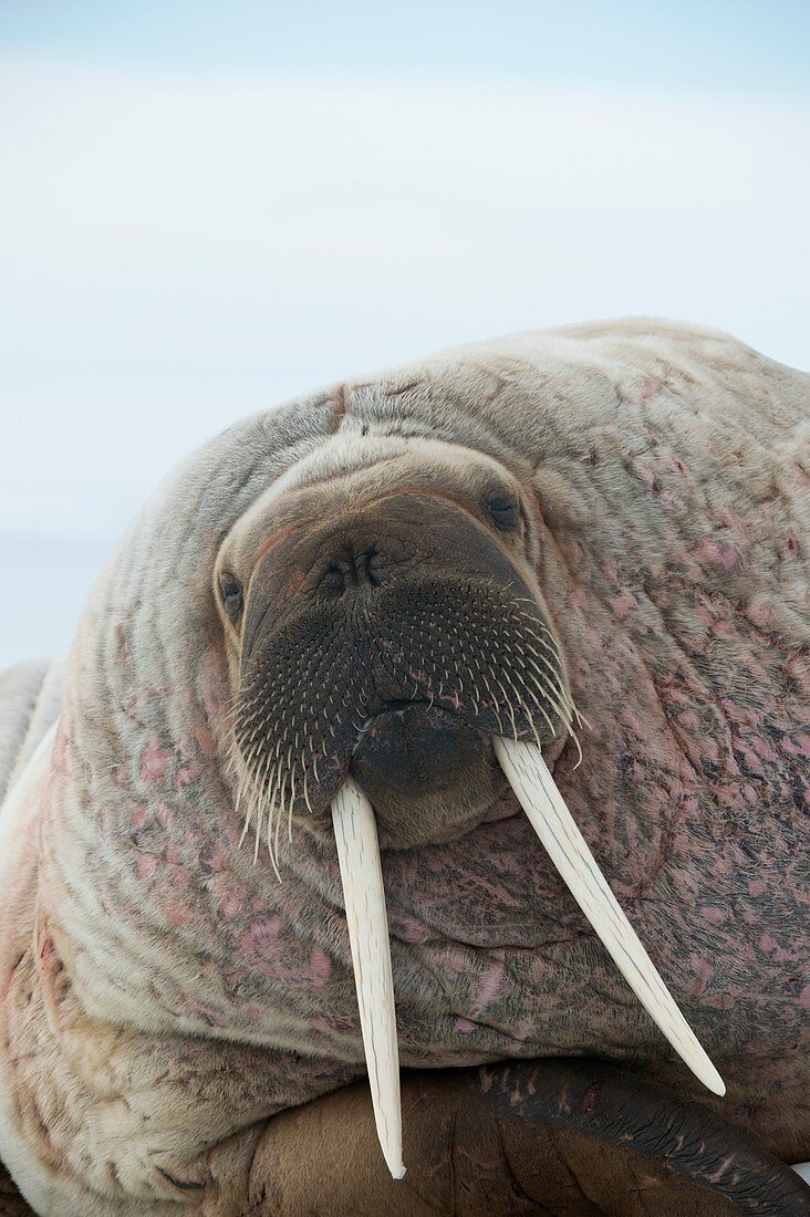 Walrus