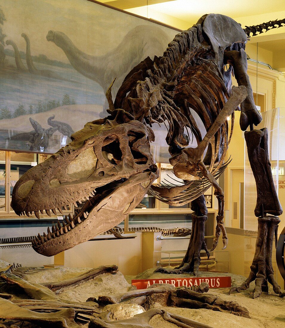 Albertosaurus museum display