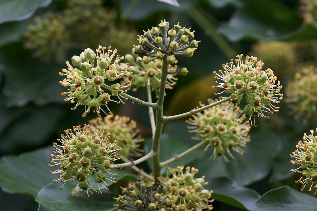 Common Ivy (Hedera helix)