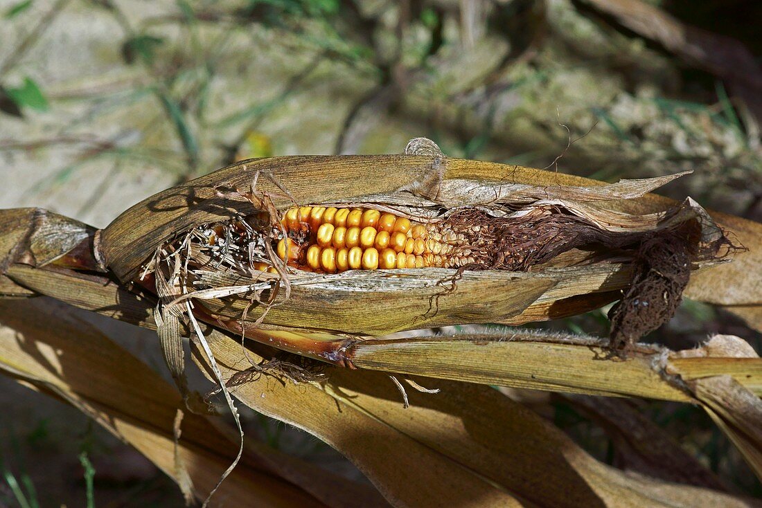 Maize (Zea Mays) in drought