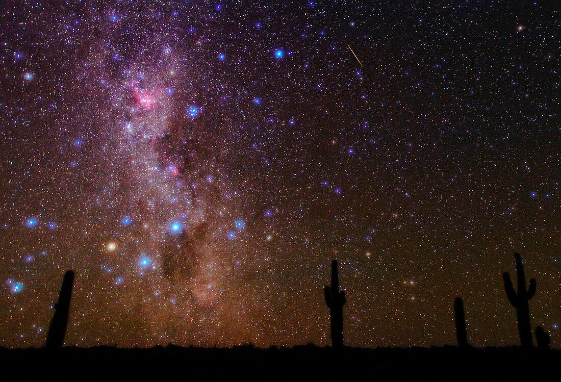 Milky Way and cacti,Atacama Desert,Chil