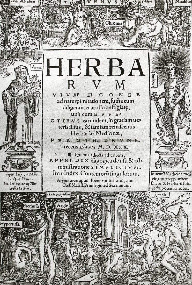 Brunfels's Herbarium (1530)