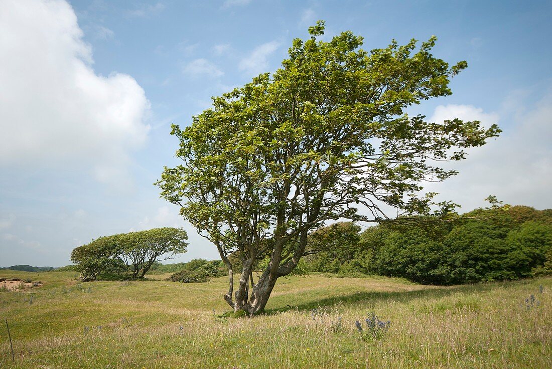 Sycamore (Acer pseudoplatanus)