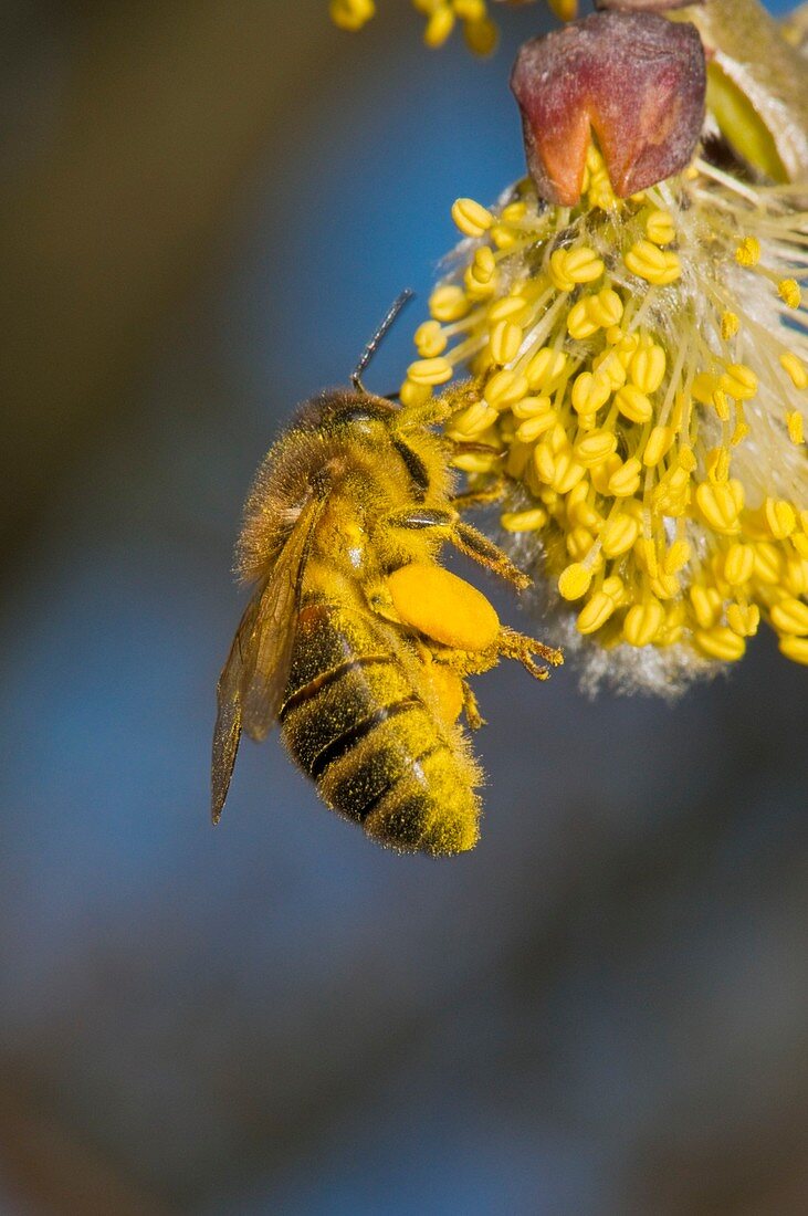 Honey bee collecting pollen