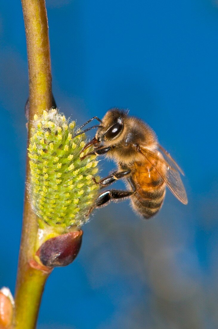 Honey bee feeding on flower