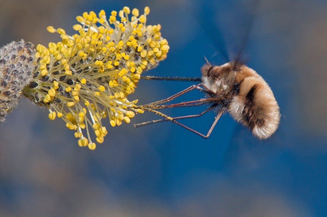 Bee-fly feeding on flower