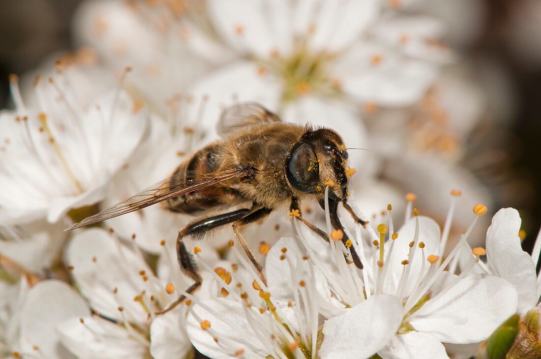 Hoverfly feeding on a flower