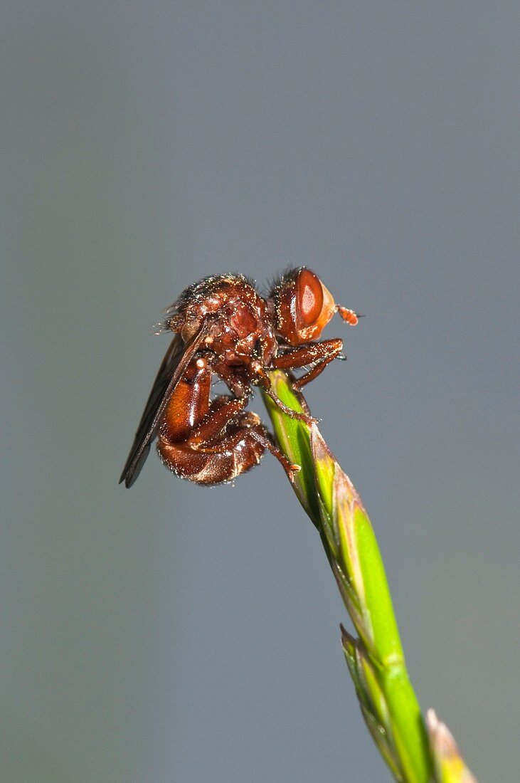 Conopid fly