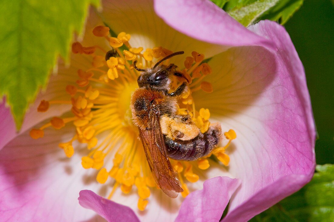 Solitary bee collecting pollen