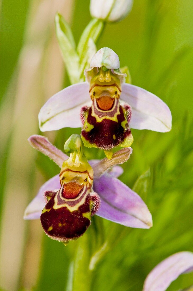 Bee Orchid (Ophrys apifera) in flower