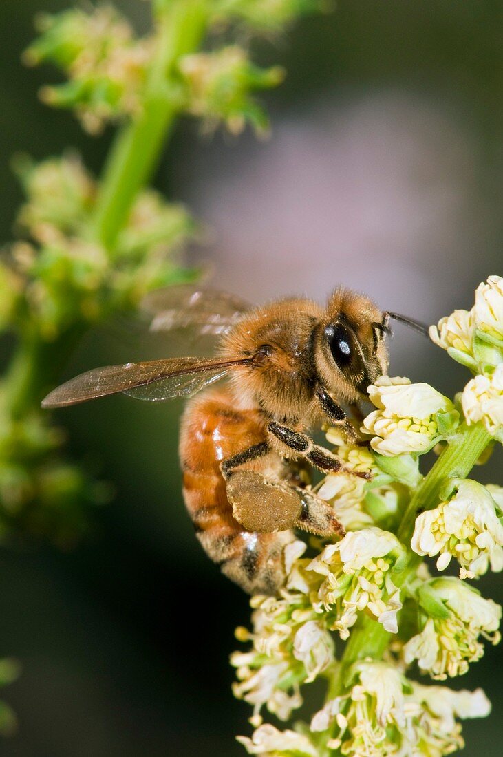 Honey bee feeding on flowers
