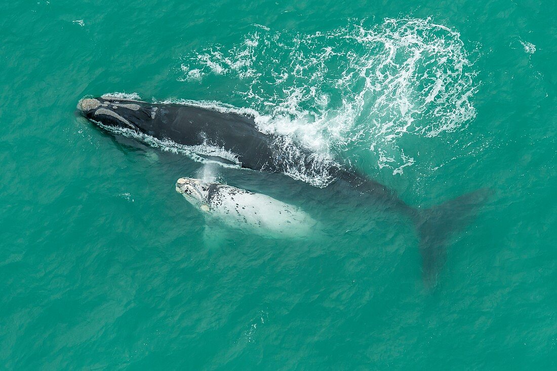 Southern right whale and albino calf