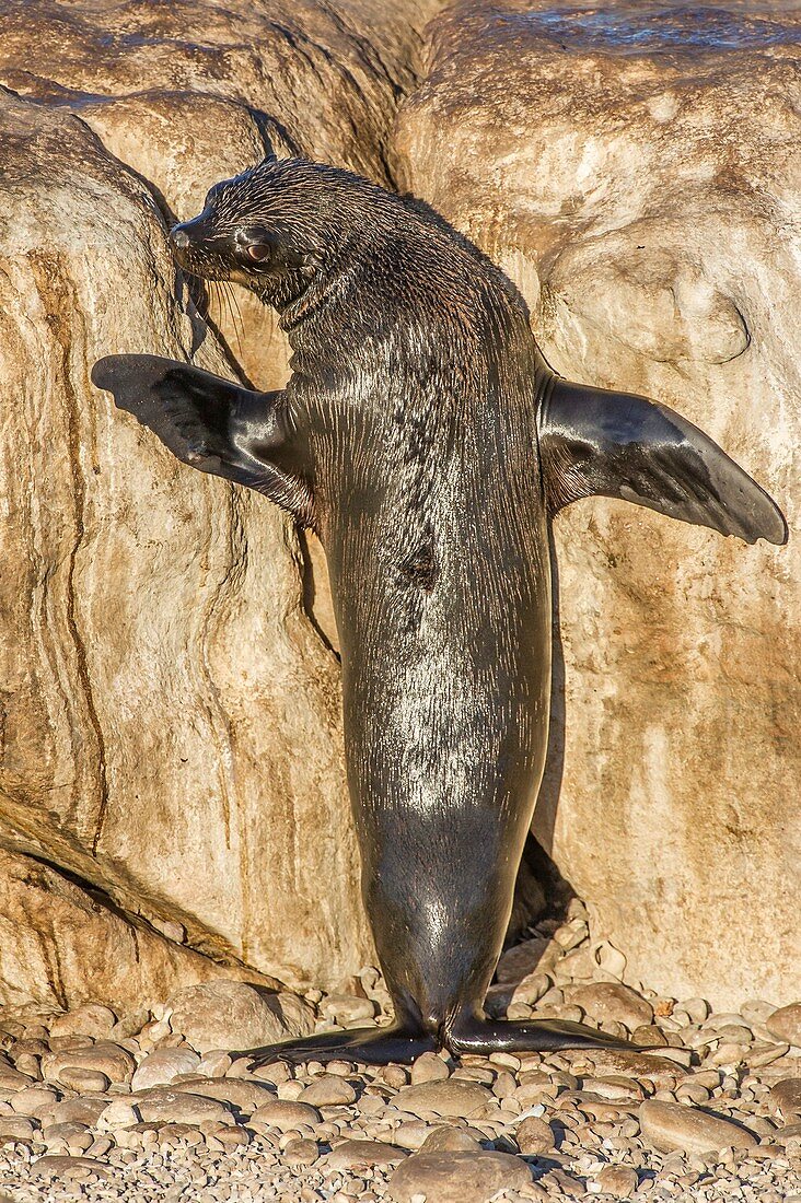 Cape fur seal basking in the sun