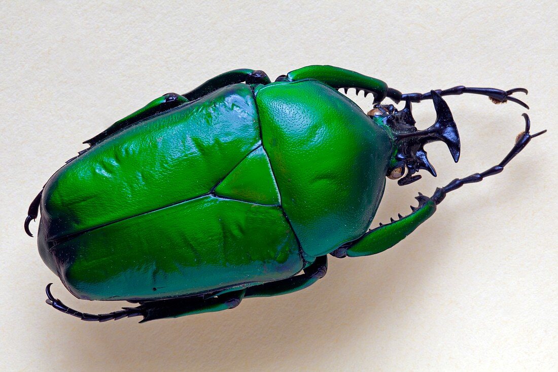 Dicronorrhina beetle specimen