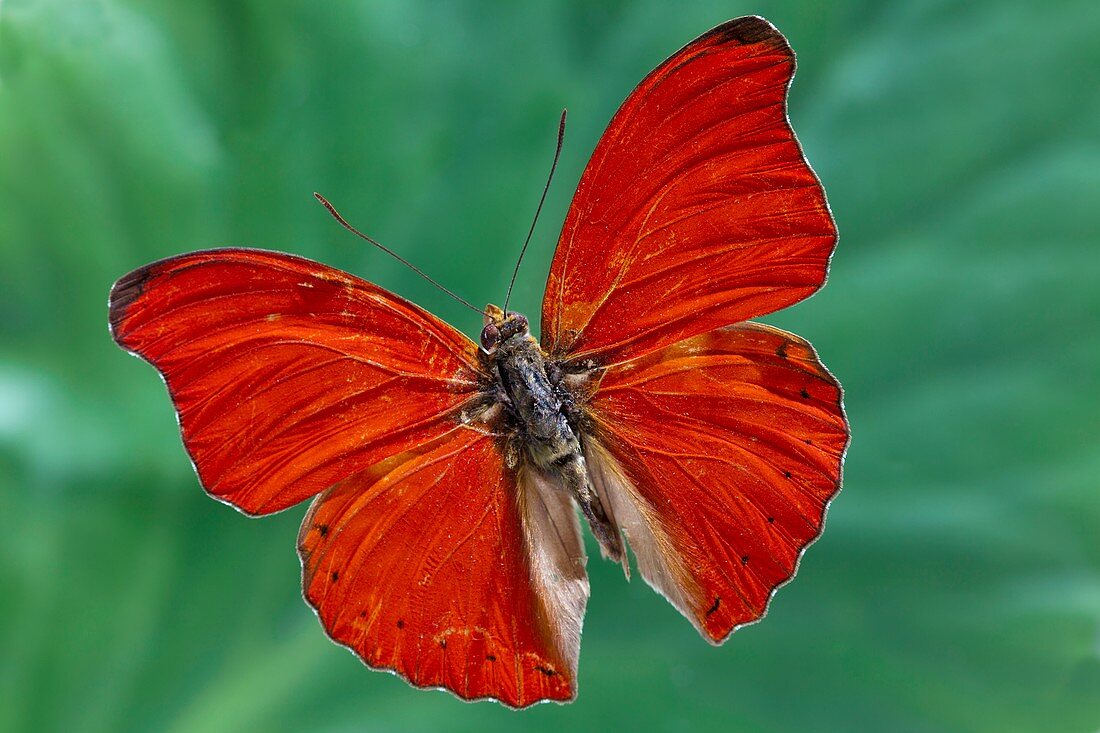 Cymothoe butterfly specimen