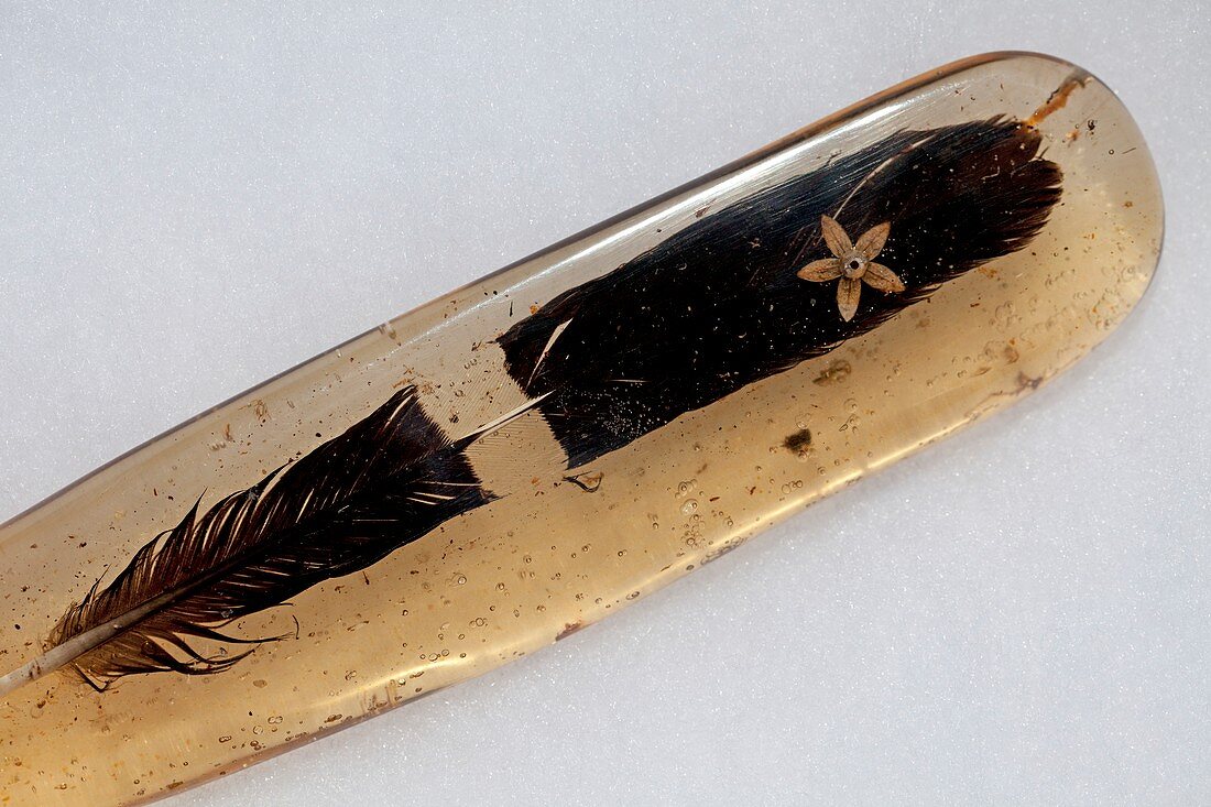 Bird feather in amber