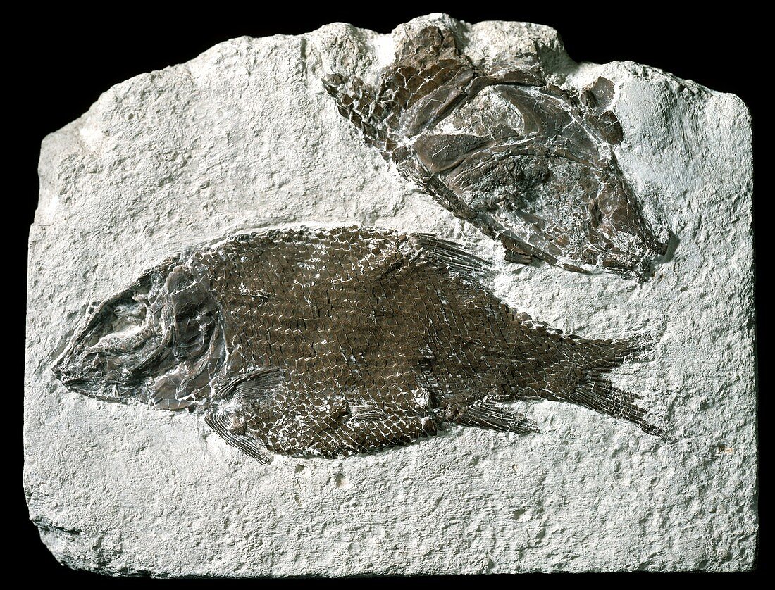 Lepidotes,fish fossils