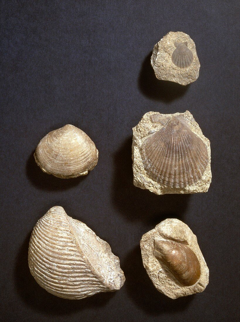 Bivalve fossils