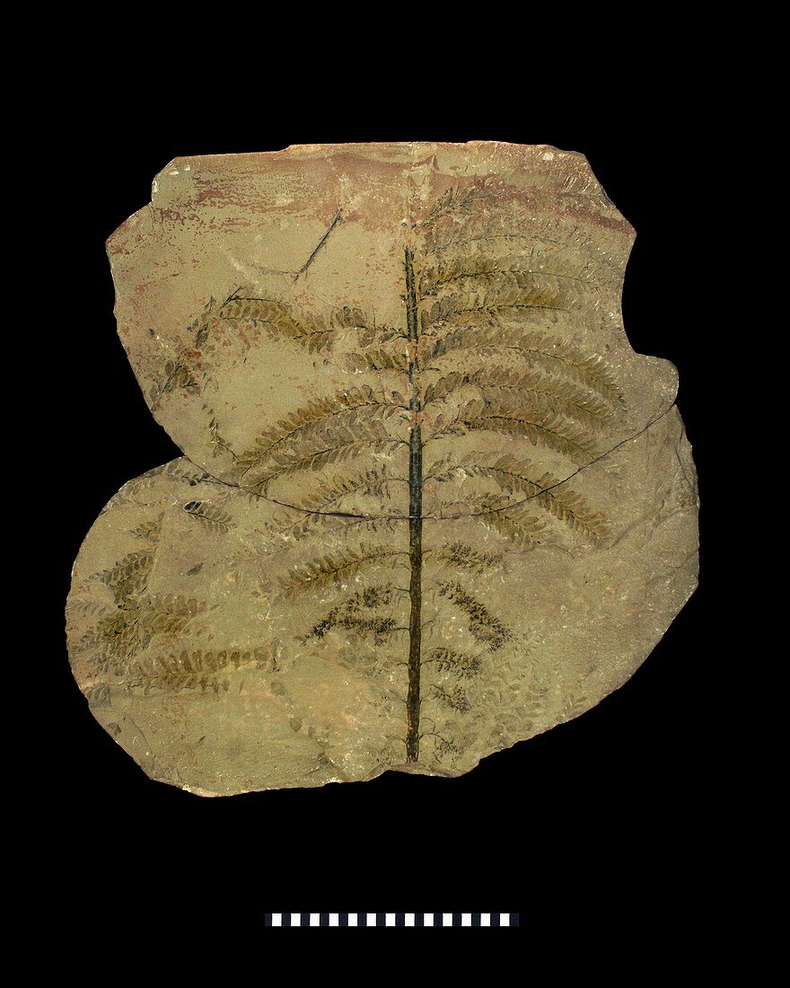 Archaeopteris hibernica,tree fossil