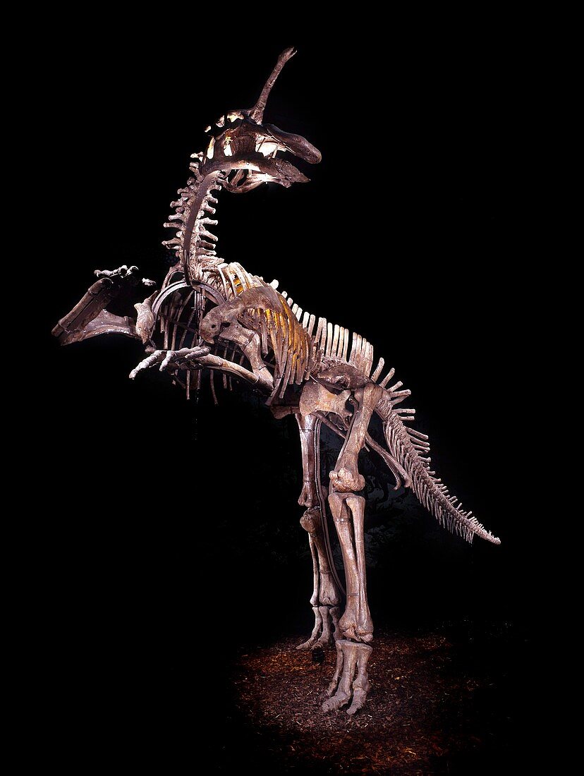 Tsintaosaurus dinosaur,fossil skeleton