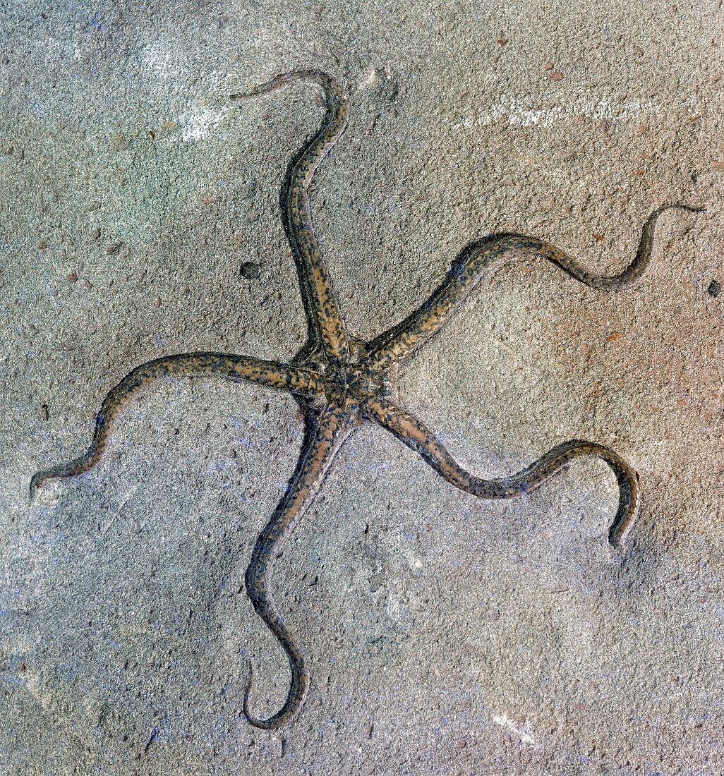 Palaeocoma egertoni,brittle star fossil