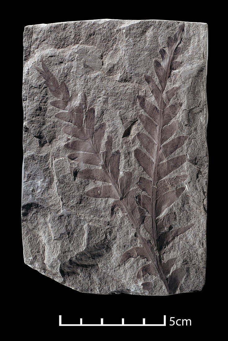Dicroidium,seed fern fossil