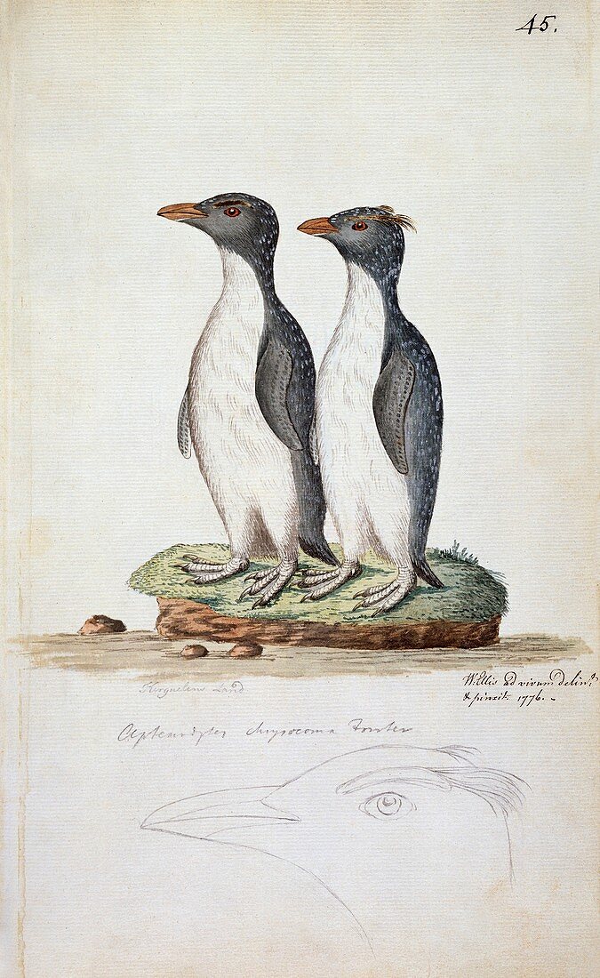 Rockhopper penguins,18th century