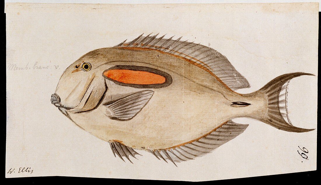 Fish from Cook's third voyage,1770s