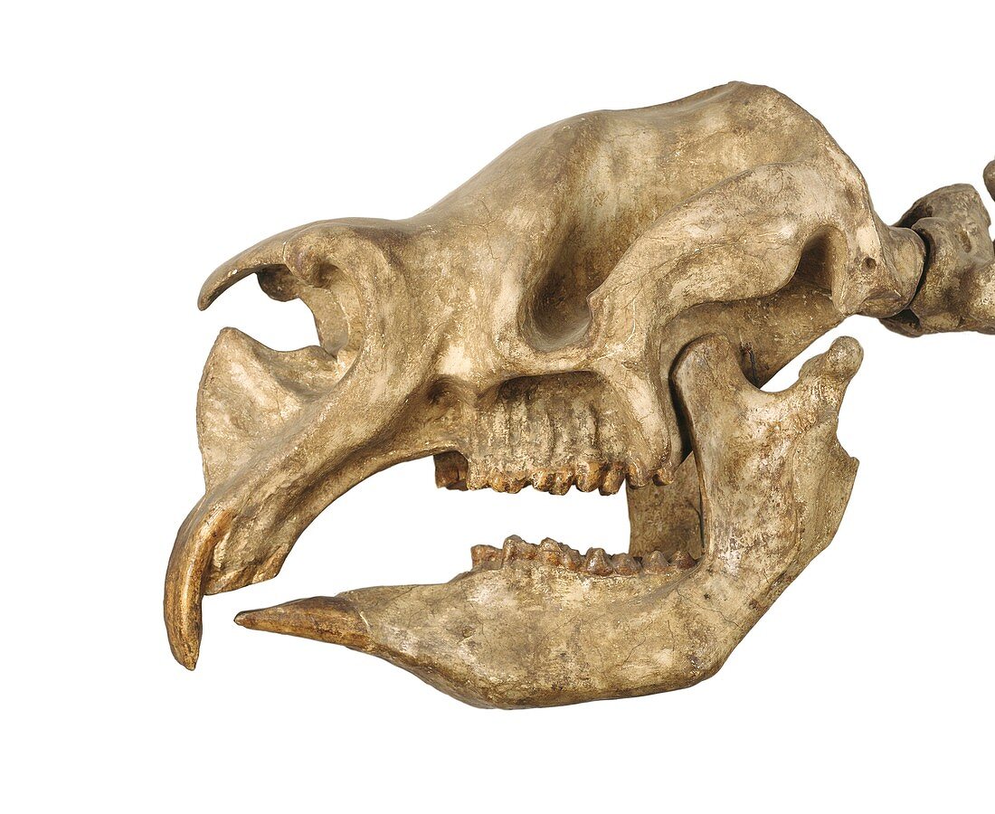Diprotodon marsupial,fossil skull