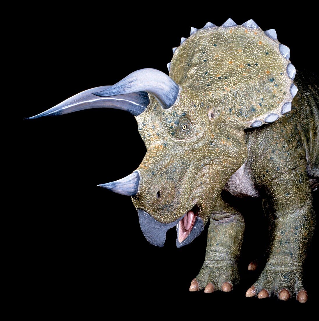 Triceratops dinosaur,museum model