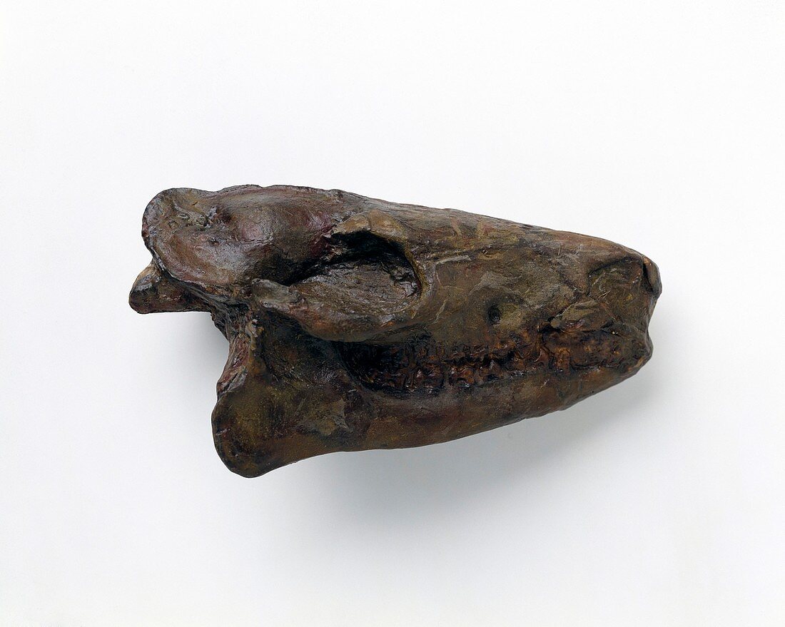 Hyracotherium horse,fossil skull
