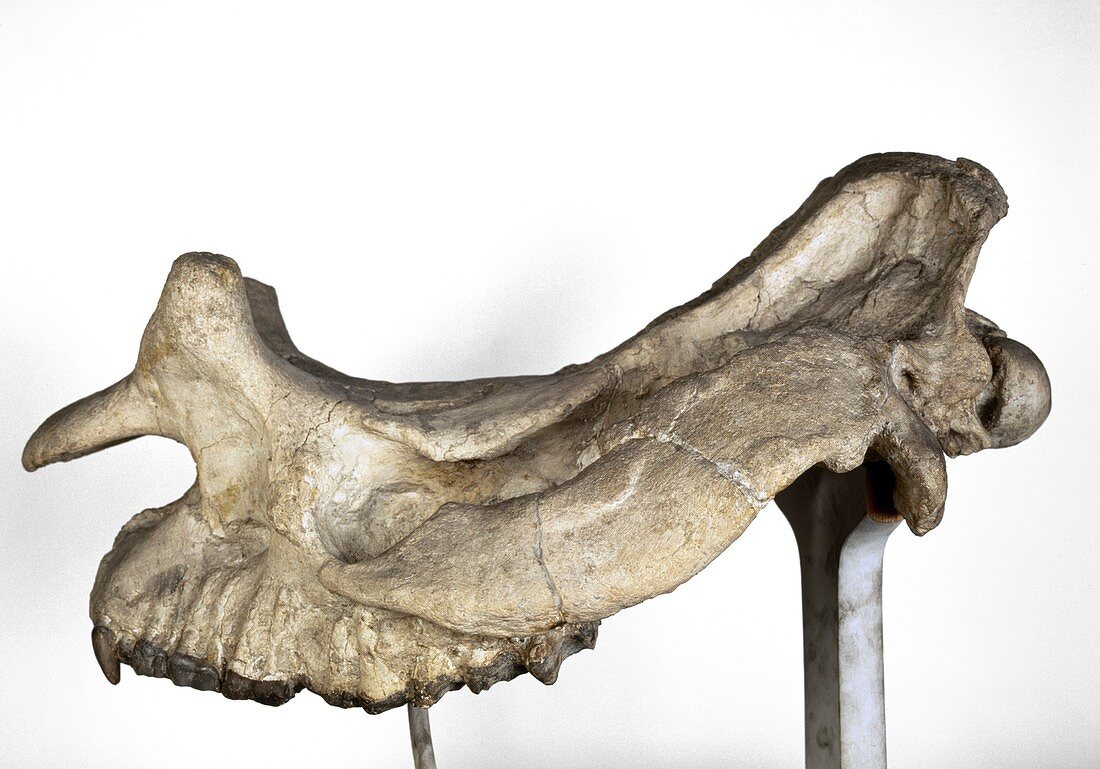 Brontotherium ungulate,fossil skull