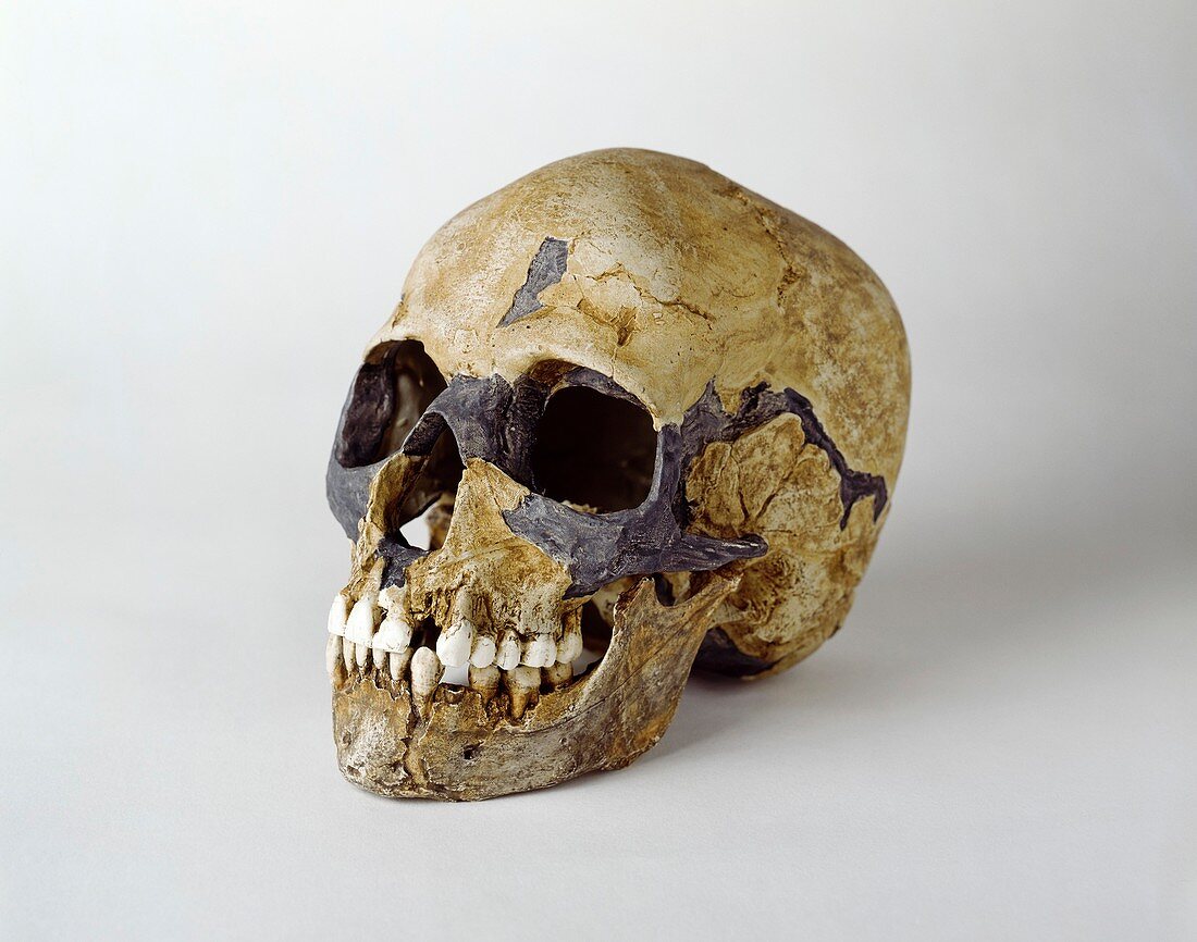 Homo sapiens skull (Qafzeh 11)