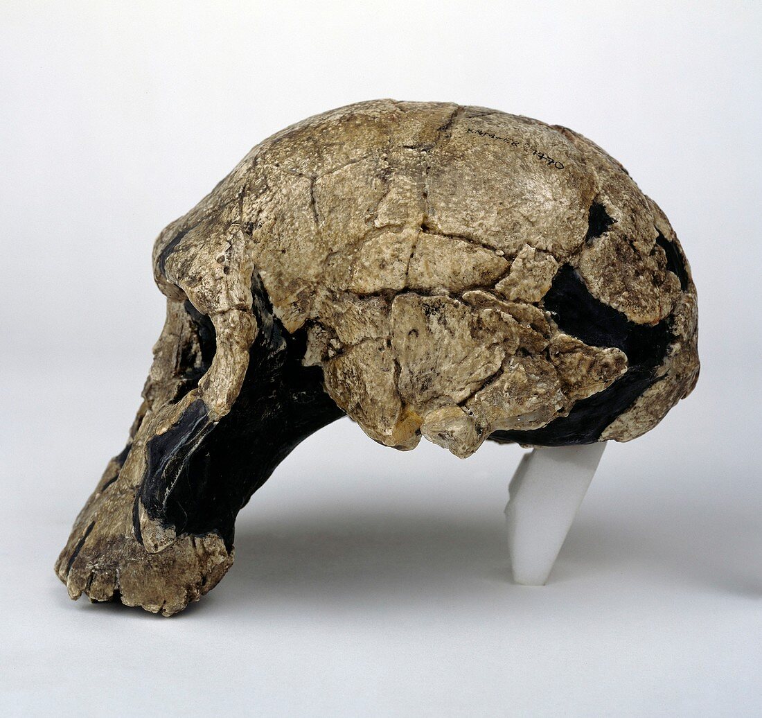 Homo rudolfensis cranium (KNM-ER 1470)