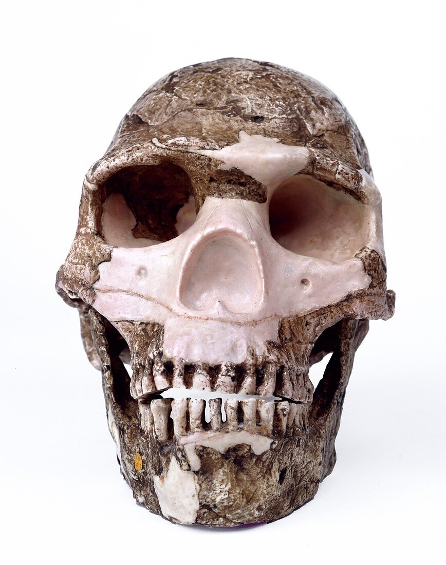Homo sapiens skull (Skhul V)