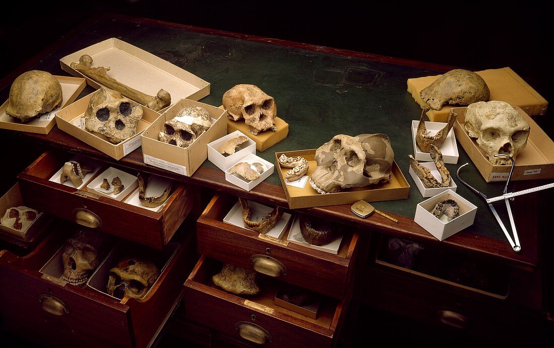 Hominid fossil collection