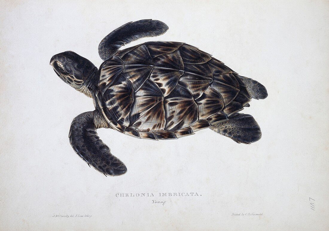 Hawksbill turtle,19th century