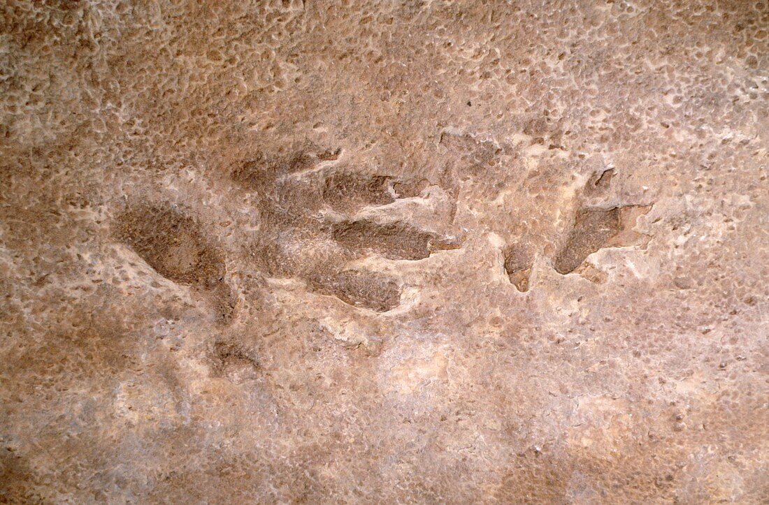 Cheirotherium reptile,footprint fossil