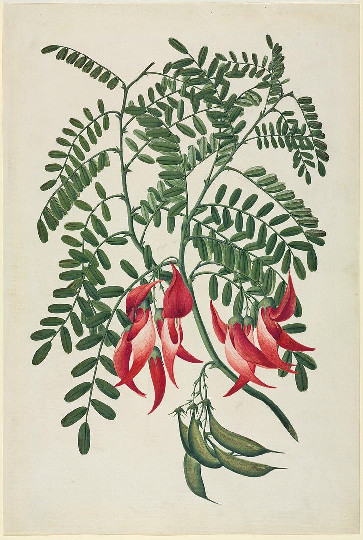 Scarlet clianthus (Clianthus puniceus)