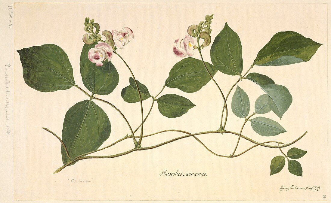 Wild pea (Vigna adenantha),1769