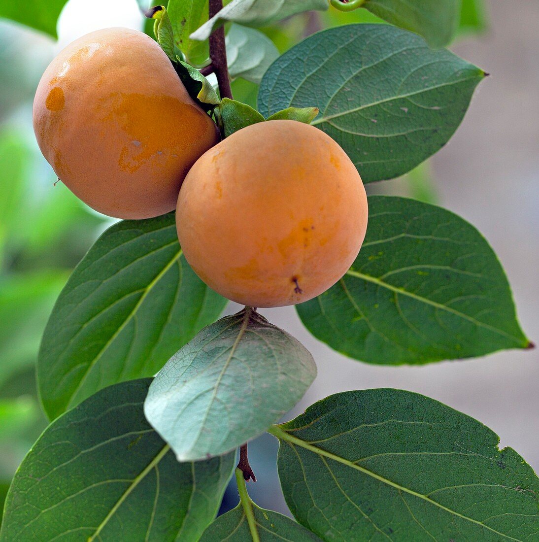 Asian persimmon fruit