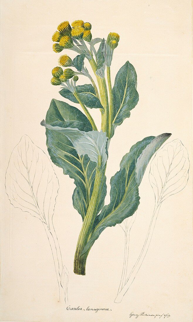 Sea cabbage (Senecio candidans),1769