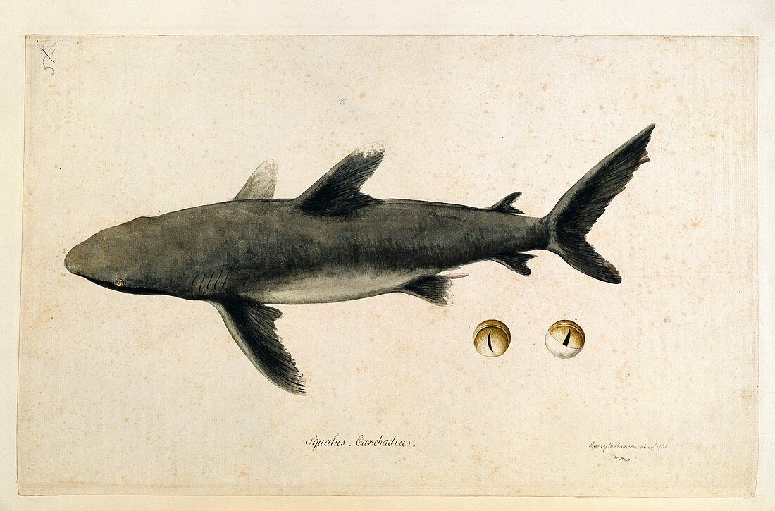 Carcharhinus shark,18th century