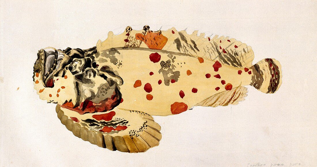 Poison stonefish,18th century