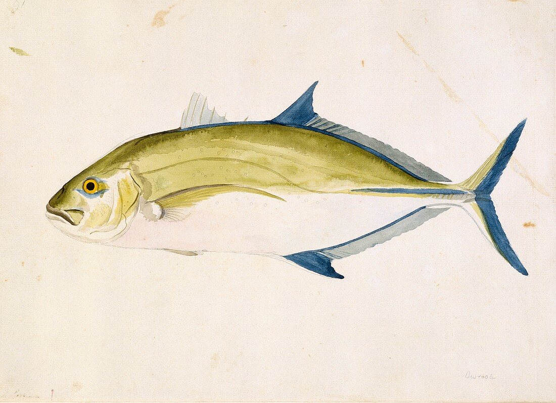 Bluefin trevally,18th century