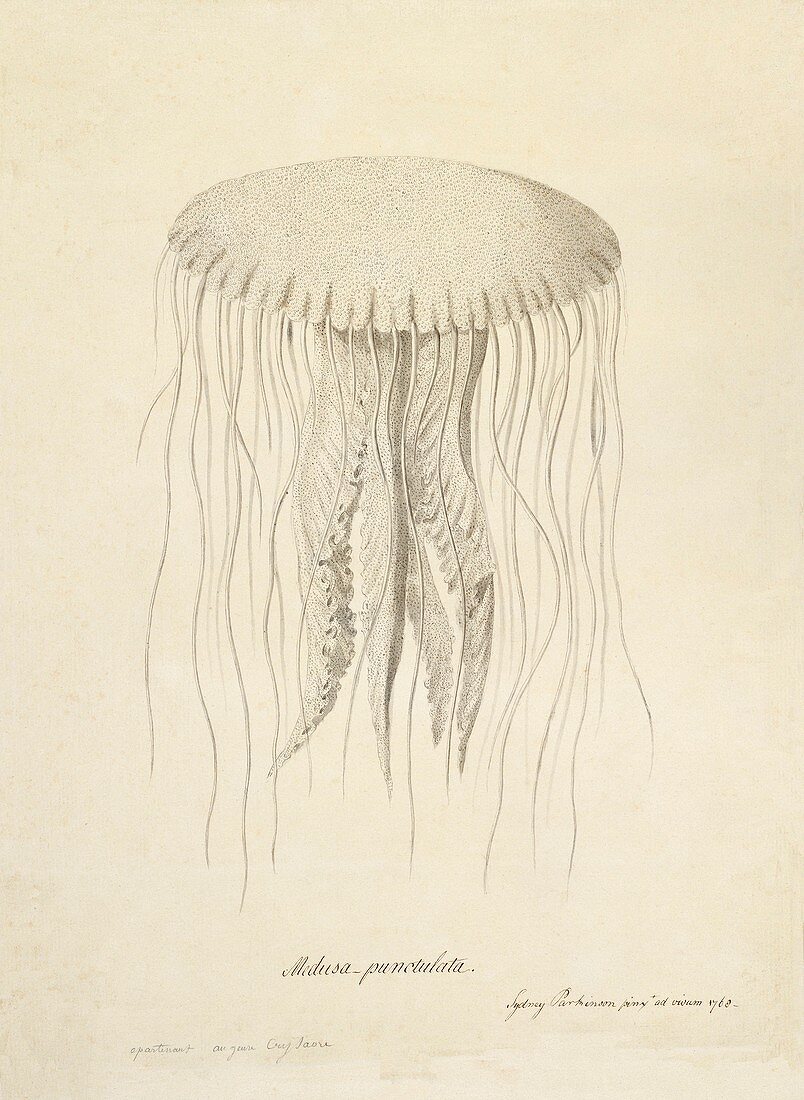 Sea nettle jellyfish,18th century