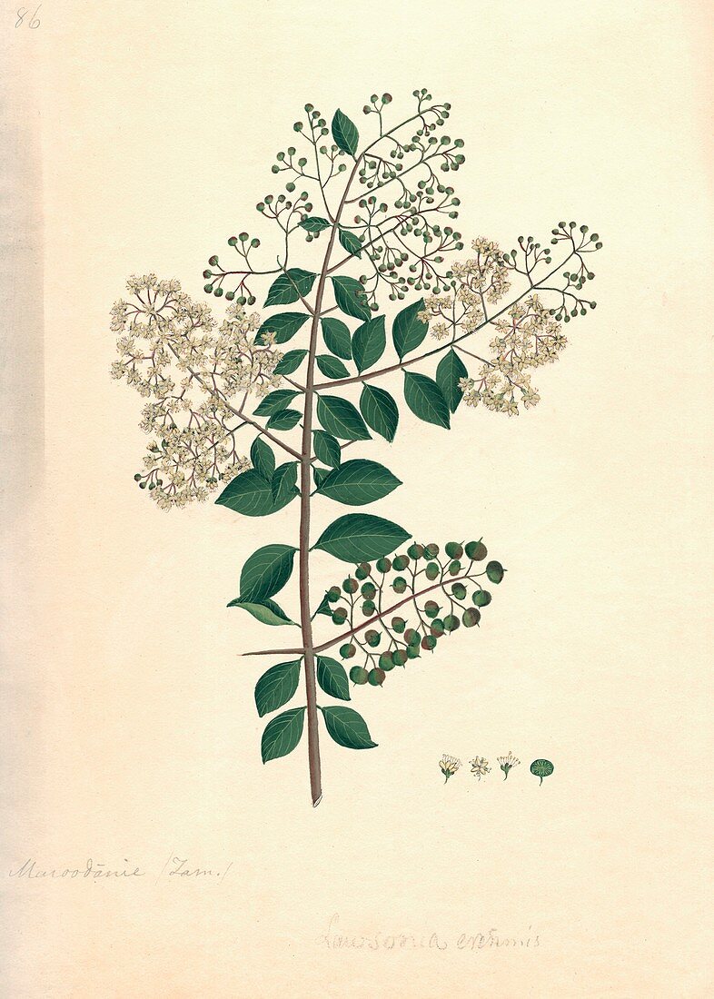 Lawsonia inermis,historical artwork