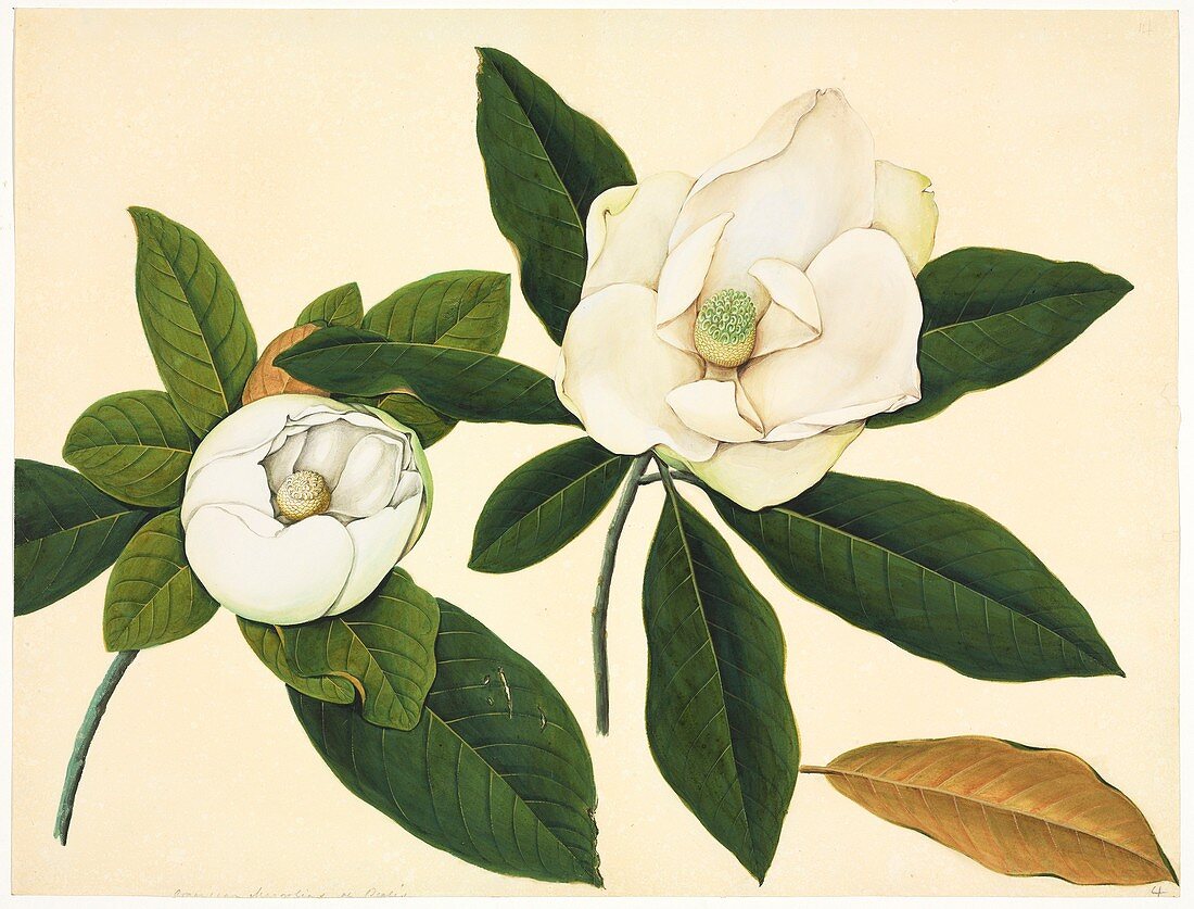 Magnolia flowers,19th-century artwork