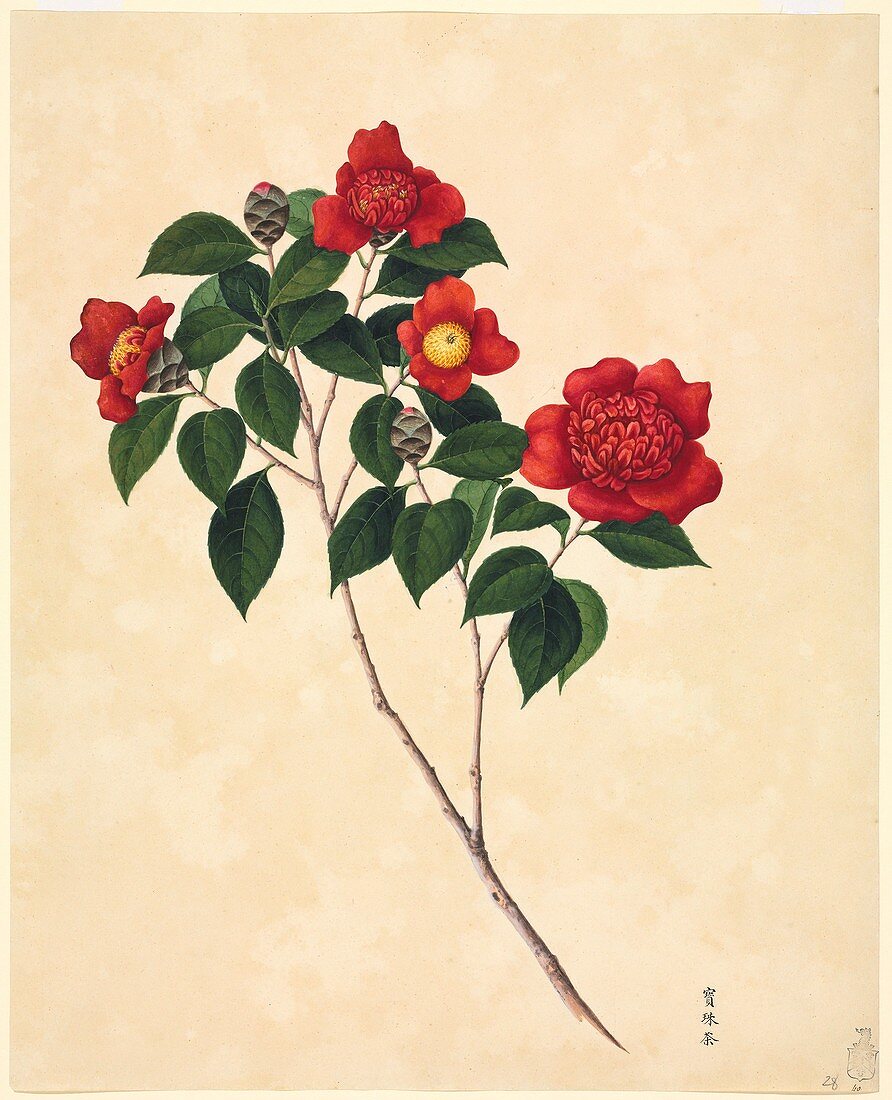 Camellia cultivar,19th-century artwork